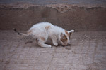 _MG_4877p