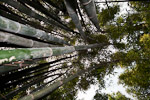_MG_4491p