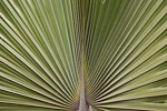_MG_4539p