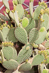 _MG_4549p