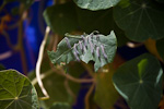 _MG_4671p