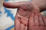 _MG_4423p