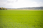 _MG_5214p