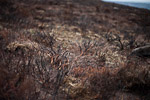 _MG_5502