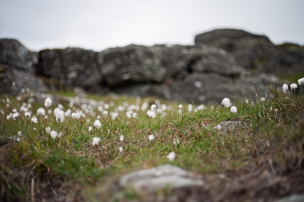 _MG_6256p