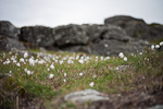 _MG_6256p