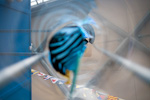 _MG_6604p