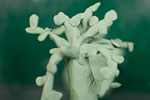 _MG_6637p