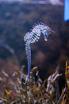 _MG_7496p