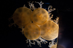 _MG_7516p
