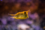 _MG_7528p
