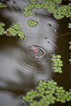 _MG_7585p
