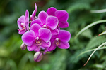 _MG_7595p