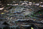_MG_7205p