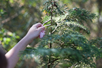 _MG_8617p