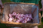_MG_8620p