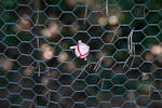_MG_8636p