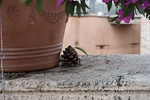 _MG_0409p