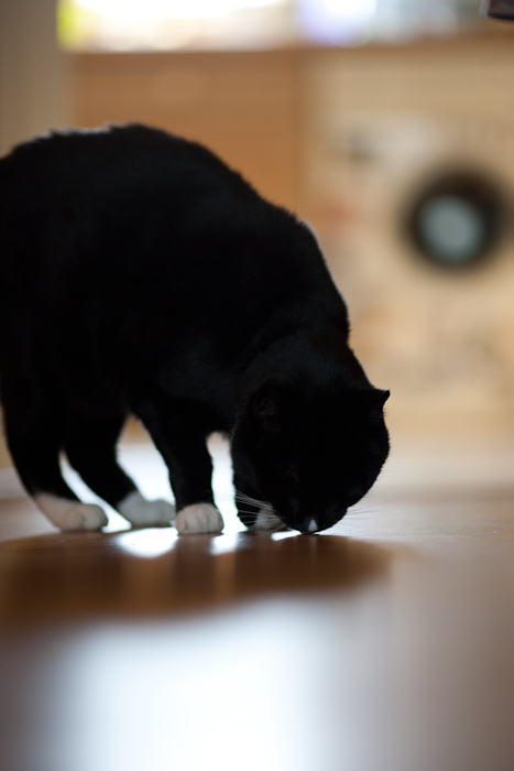 _MG_2102p