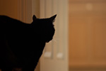 _MG_2101p