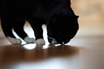 _MG_2102p