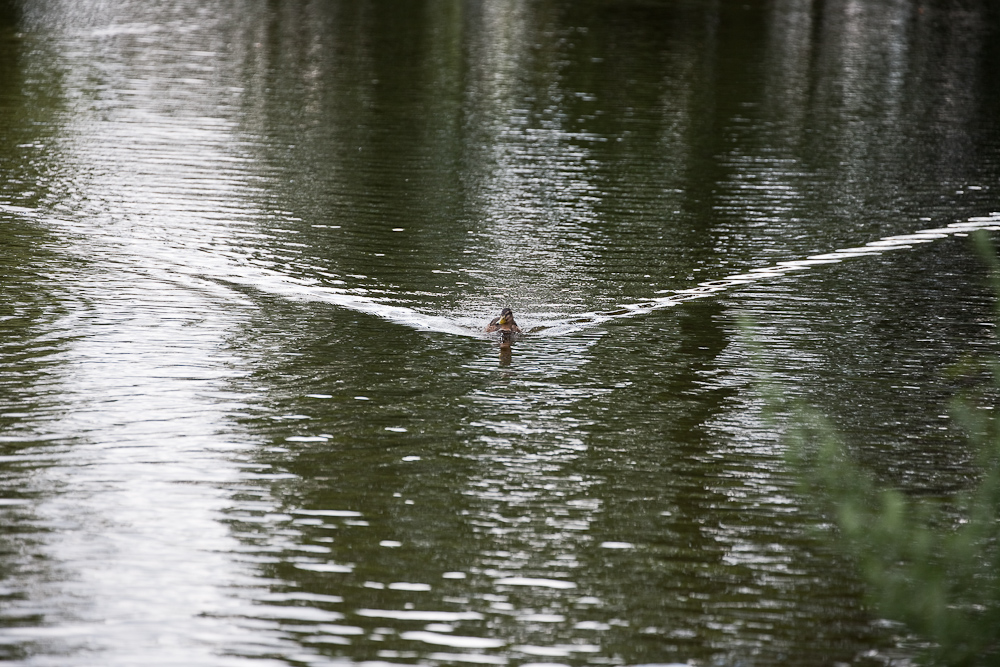 _MG_3168p