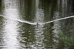 _MG_3168p