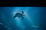 _MG_6038p