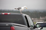 _MG_6334p