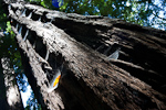 _MG_6441p