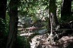 _MG_6474p
