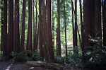 _MG_6604p