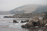 [ Point Lobos State Reserve ]