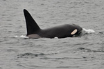 [ Santa Cruz whale watching - Stagnaro Charter Boats ]