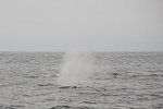 _MG_6817p