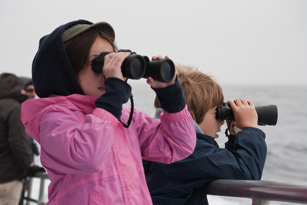 15 Santa Cruz Whale Watching