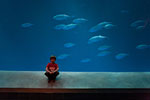 20 Monterez Bay Aquarium
