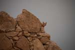 Masada 1