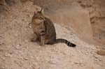 Masada 2