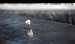 _MG_3845p