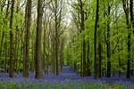 [ 5/05/14 - Walk through Dockey Wood, Ashridge ]