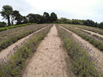 Lavendar Farm