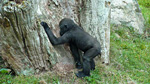 Durrell Wildlife Park